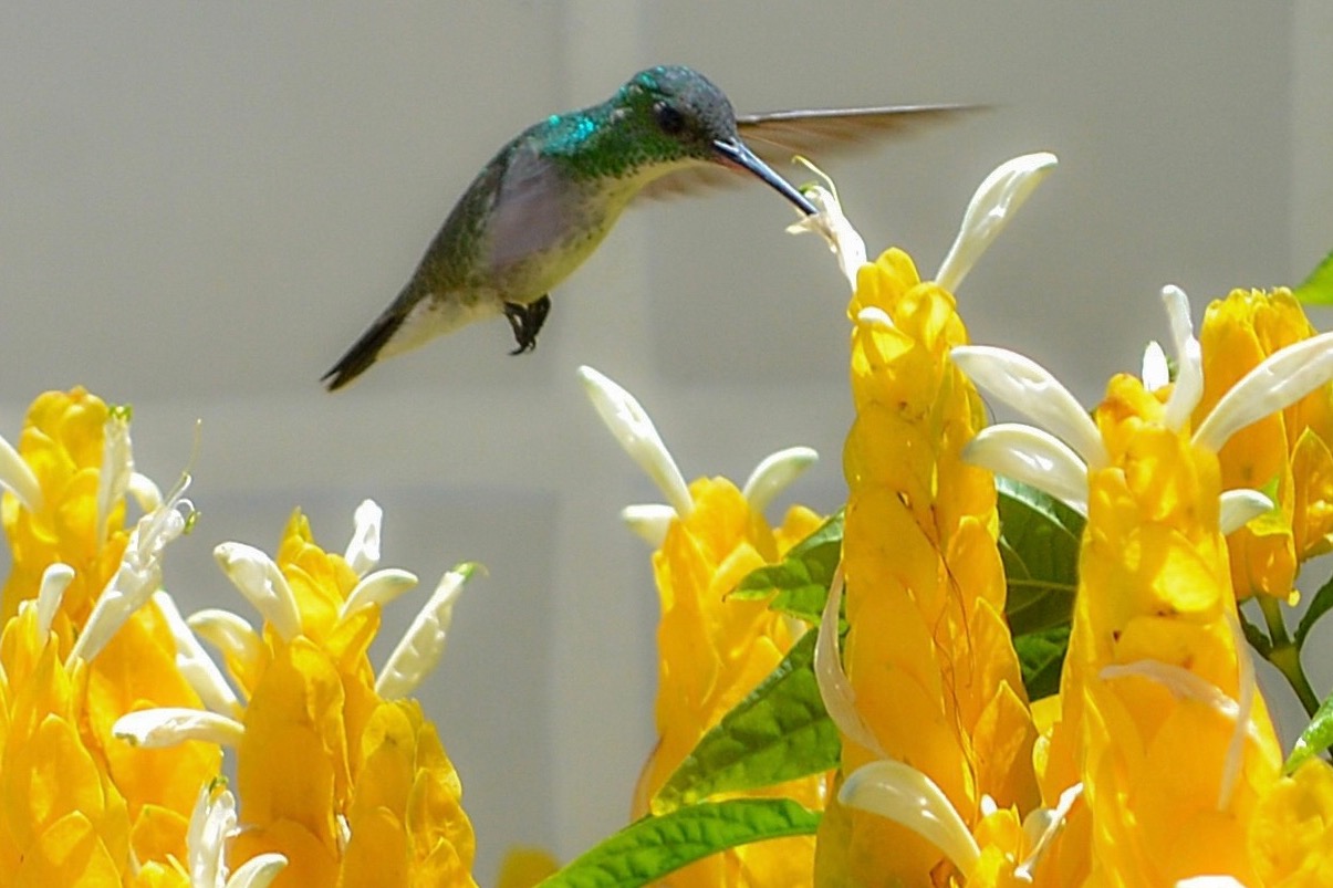 The Little Heroes of the Garden