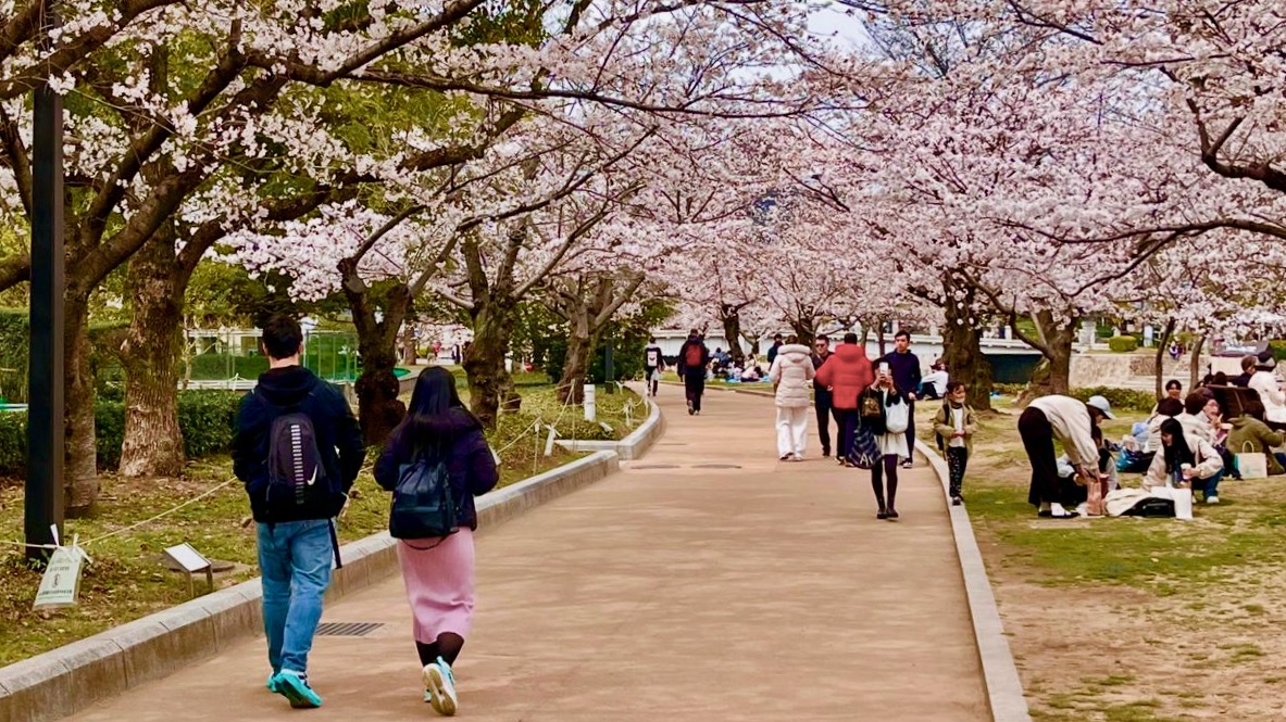 Sob as Sakuras: a Fortaleza do Silêncio