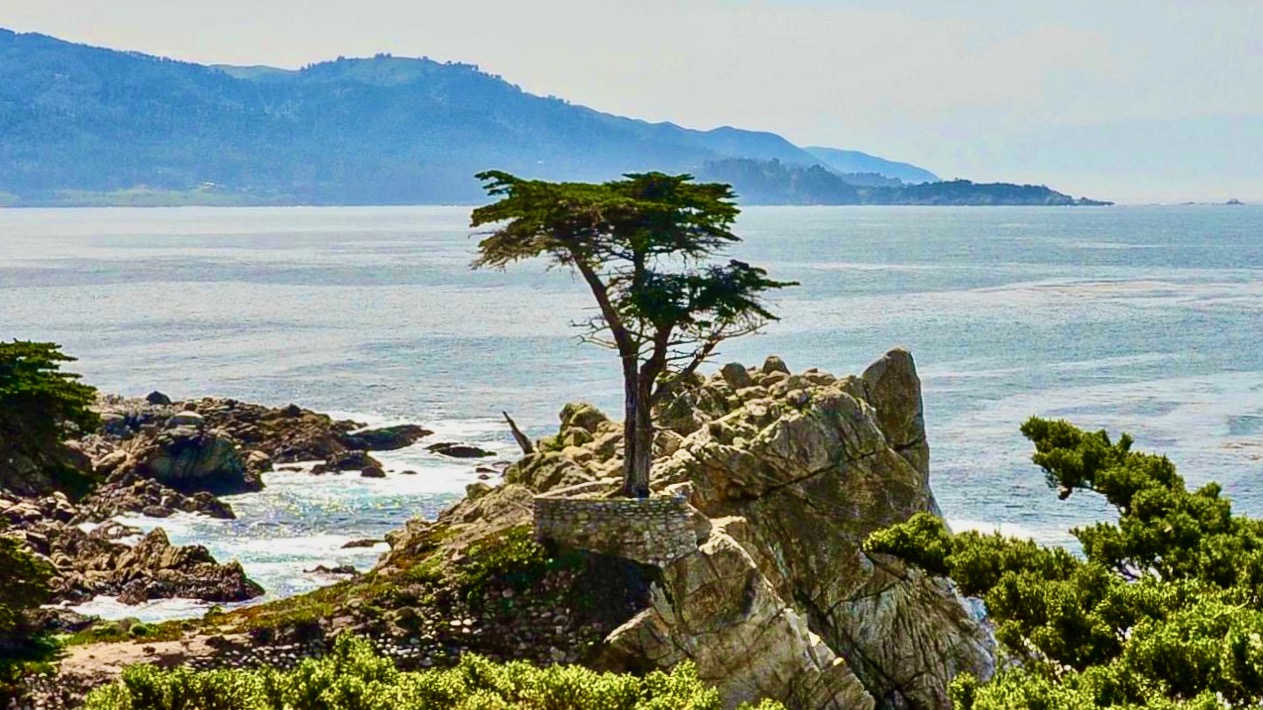 O Cipreste e o Oceano