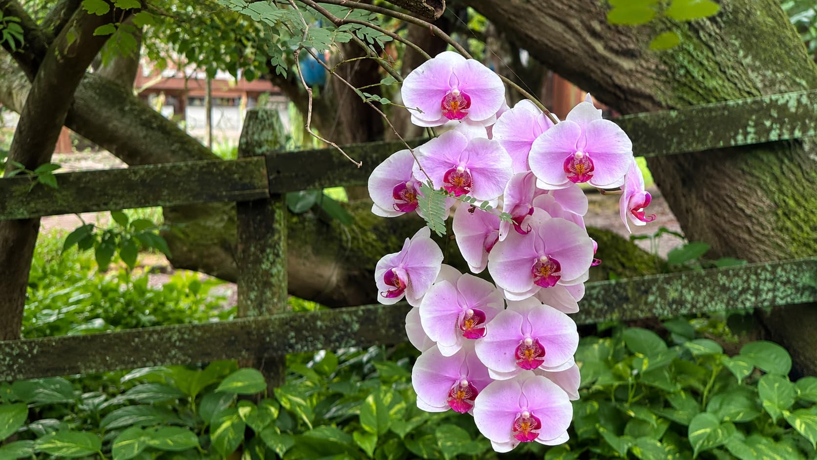 As Orquídeas da Pousada